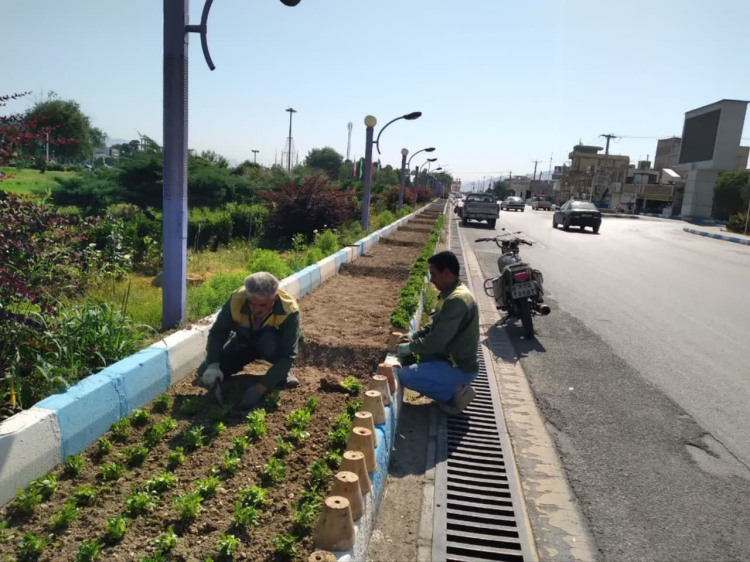 کاشت گل های فصلی و اصلاح درختچه ها و مورت های رفیوژ خیابان ها و پارک های زیباشهر