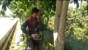 شروع عملیات   تزئین درختچه ها  و مورت های فضای سبز