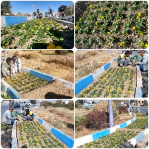 کاشت گل های فصلی سطح شهر