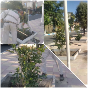 کاشت درختچه های زینتی و گل های فصلی در رفیوژهای معابر و فضای سبز