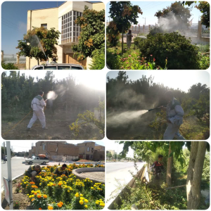 ادامه عملیات سم پاشی درختان ، علف زنی  و اصلاح و تزئین درختچه های زینتی فضای سبز شهرداری زیباشهر