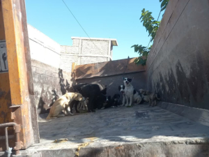 زنده گیری روزانه سگ های ولگرد و بلاصاحب از سطح شهر