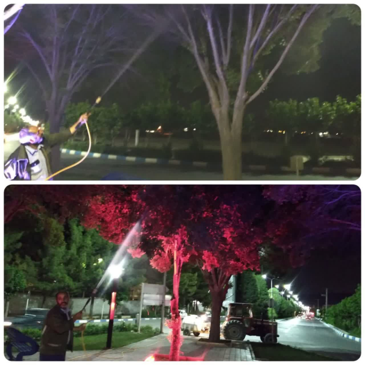 شروع عملیات سم پاشی درختان و درختچه‌های سطح شهر